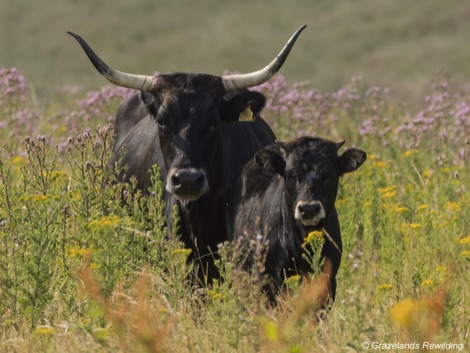 Black Tauros with young